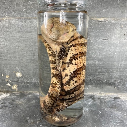 Wet Reptile Specimen Preserved in Alcohol, Cabinet of Curiosities XXL Wet Reptile Specimen Preserved in Alcohol, Cabinet of Curiosities XXL