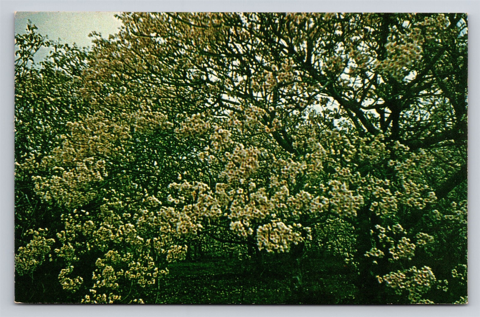 Covington Louisiana Tung Orchards Flowers Vintage LA Postcard View Covington Louisiana Tung Orchards Flowers Vintage LA Postcard View