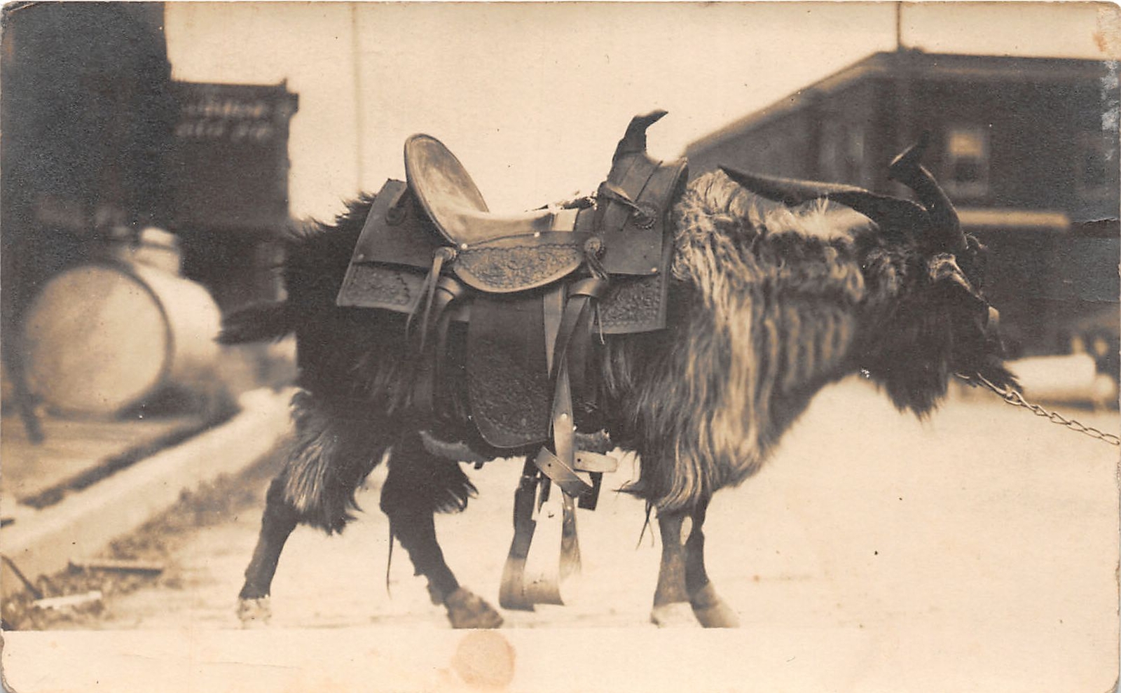 J39/ Trinidad Colorado RPPC Postcard c1910 Yak With Saddle Mining Strike 277 J39/ Trinidad Colorado RPPC Postcard c1910 Yak With Saddle Mining Strike 277