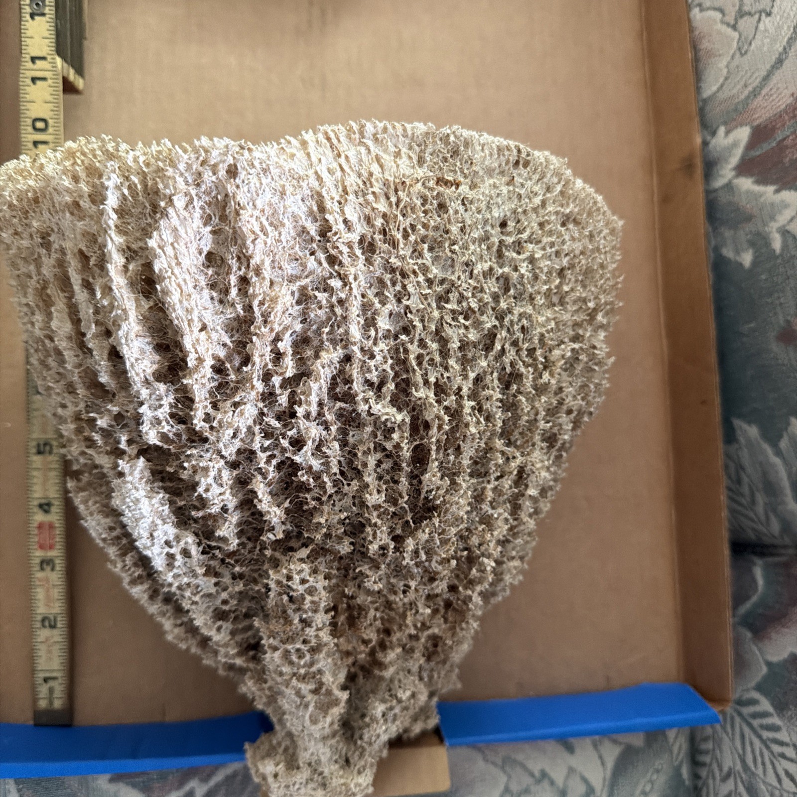 Hard to Find Large Natural Sea Sponge 9.5 In x 9 in. Hard to Find Large Natural Sea Sponge 9.5 In x 9 in.