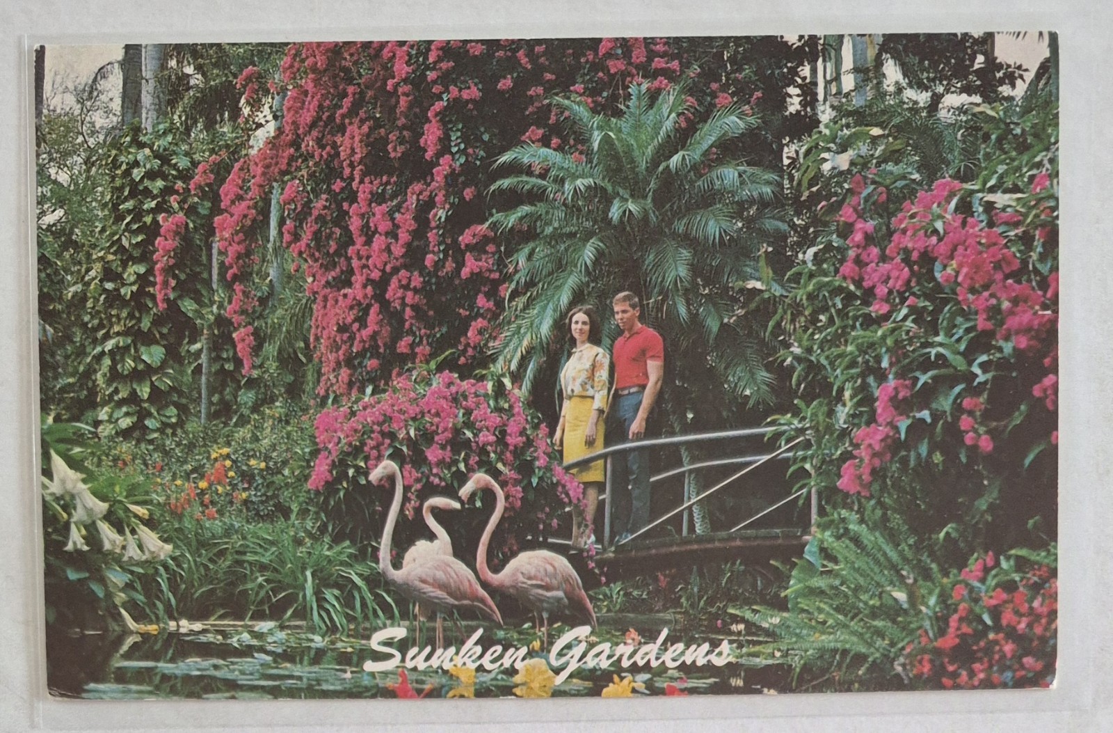 Postcard....Sunken Gardens in St Petersburg, Florida w/ Flowers & Pink Flamingos Postcard....Sunken Gardens in St Petersburg, Florida w/ Flowers & Pink Flamingos