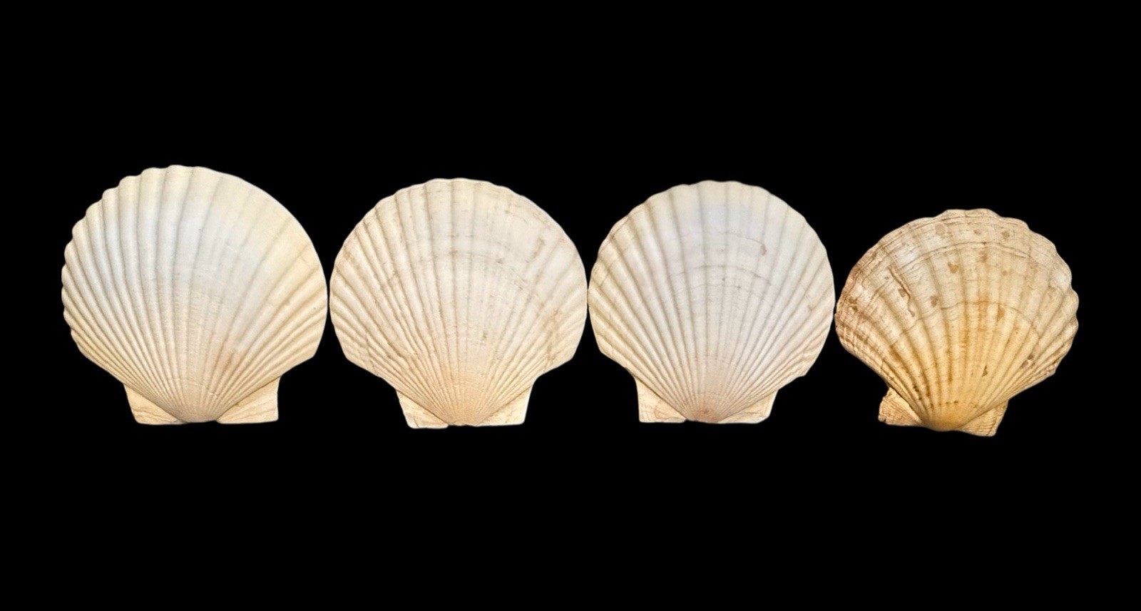 Lot Of 4 VINTAGE 5" REAL CLAM SHELL Gulf Of America Aka Mexico Lot Of 4 VINTAGE 5" REAL CLAM SHELL Gulf Of America Aka Mexico