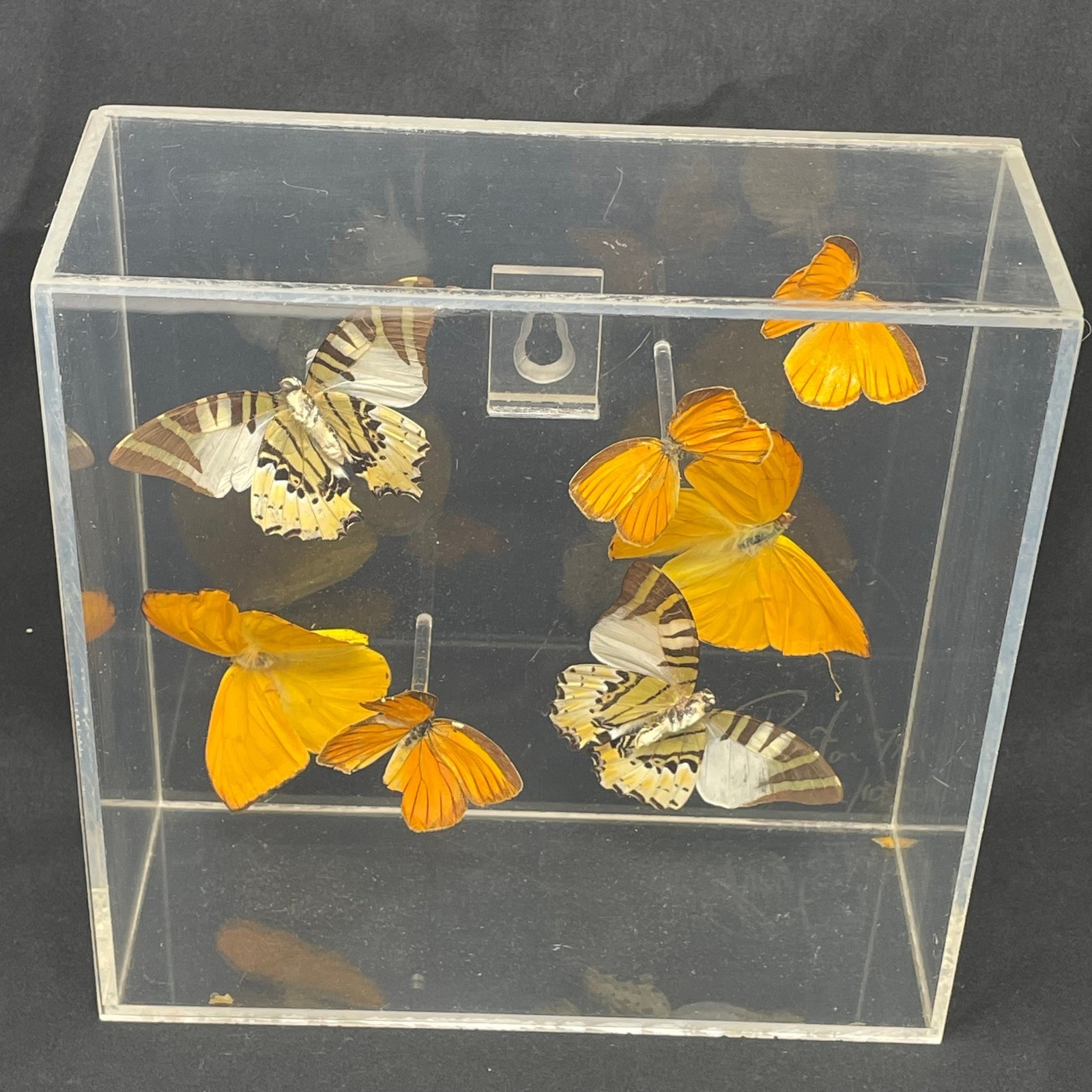 Vintage Purington 79 Signed Real Butterfly Taxidermy Lucite Case 72/100 Limited Vintage Purington 79 Signed Real Butterfly Taxidermy Lucite Case 72/100 Limited