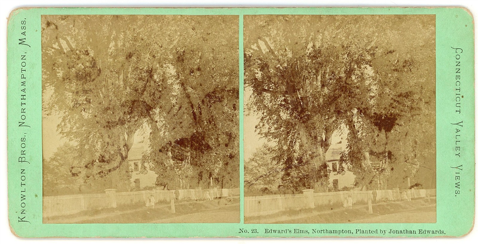 MASSACHUSETTS STEREOVIEW - Northampton - Edward's Elms - Knowlton Brothers 1870s MASSACHUSETTS STEREOVIEW - Northampton - Edward's Elms - Knowlton Brothers 1870s