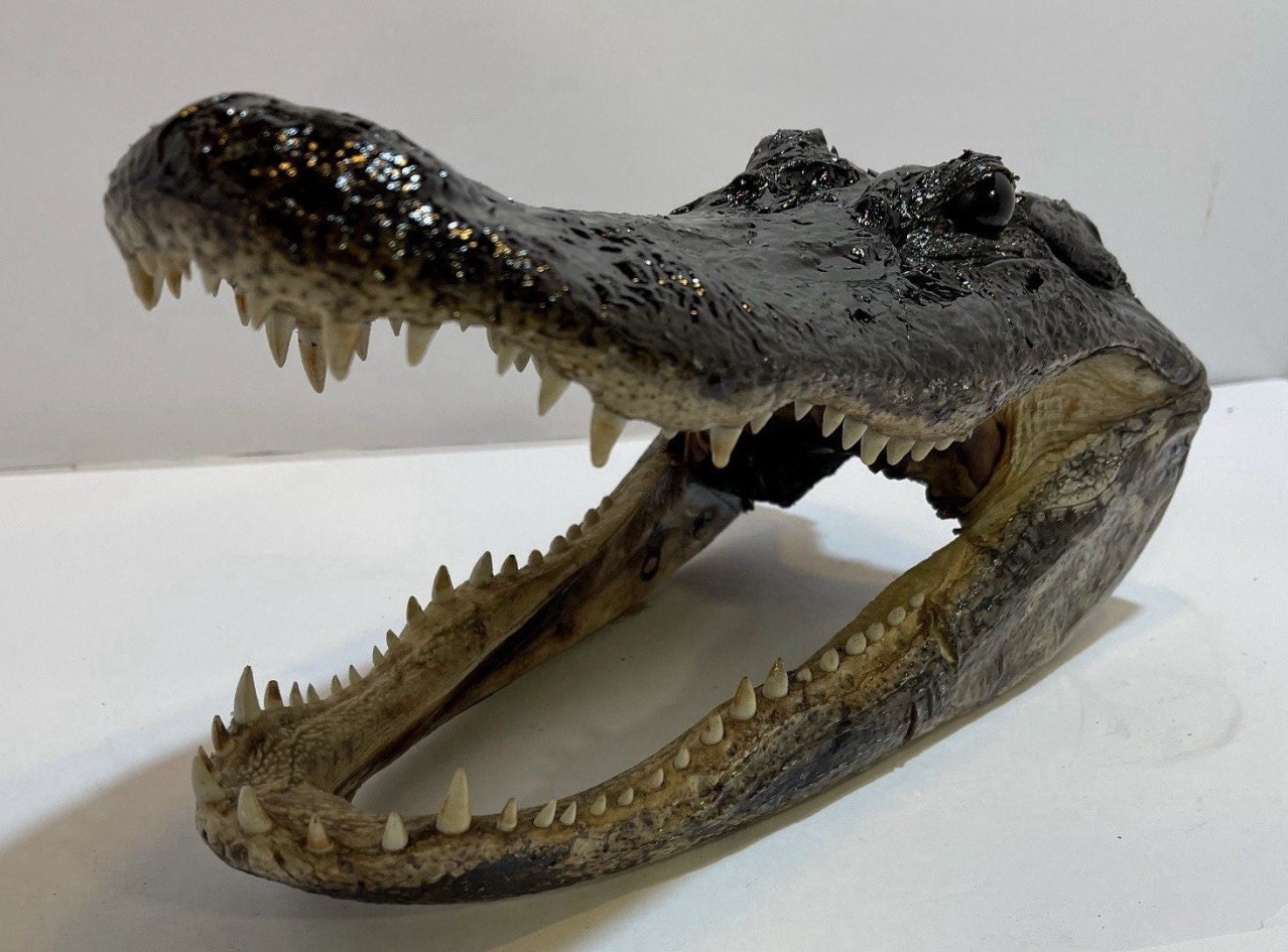 Genuine American Alligator Head 13-14” From 8’ Wild Louisiana Gator Genuine American Alligator Head 13-14” From 8’ Wild Louisiana Gator