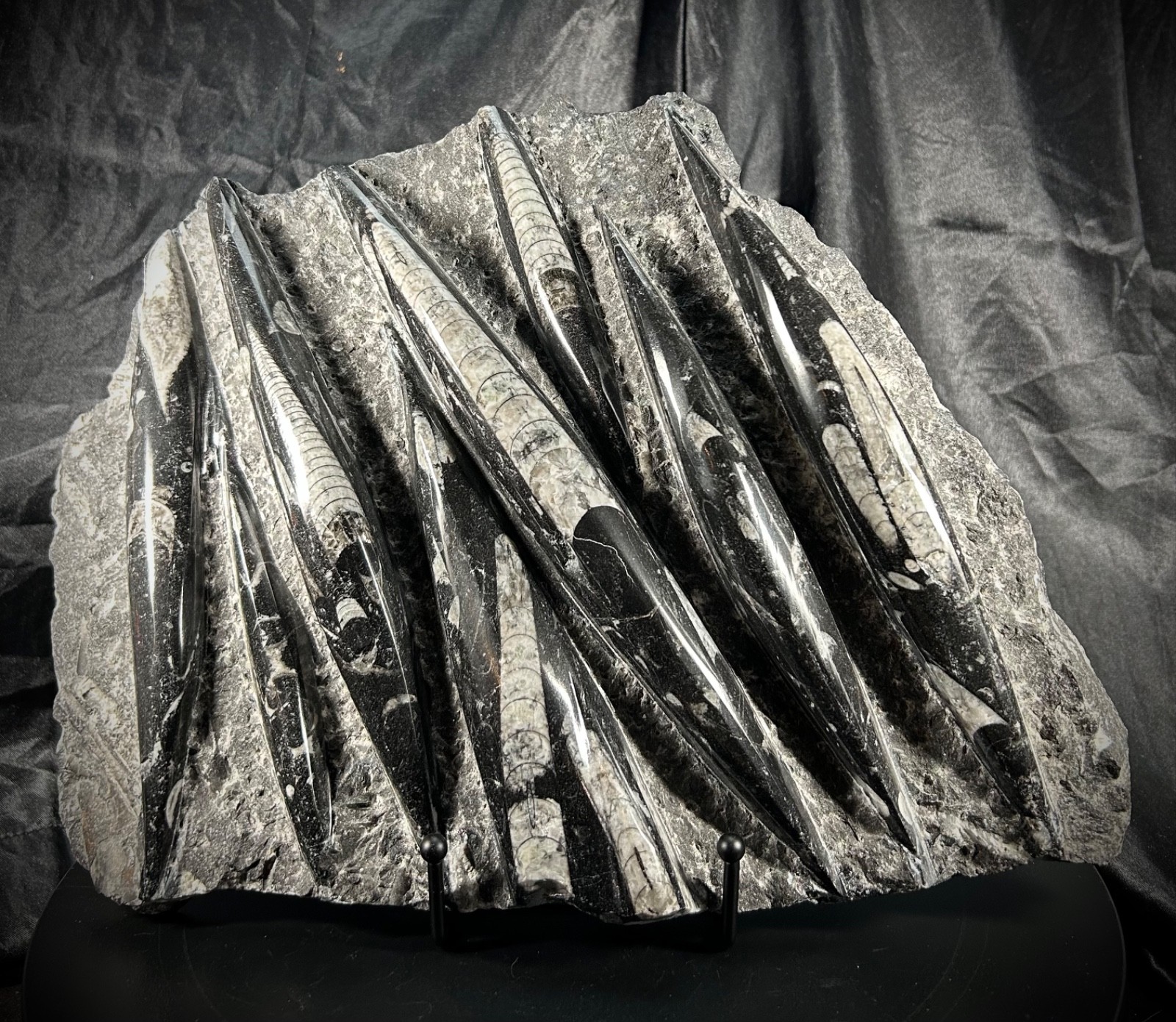 11.5" Large Orthoceras Slab With Metal Stand - 8 pound 1 ounce 11.5" Large Orthoceras Slab With Metal Stand - 8 pound 1 ounce