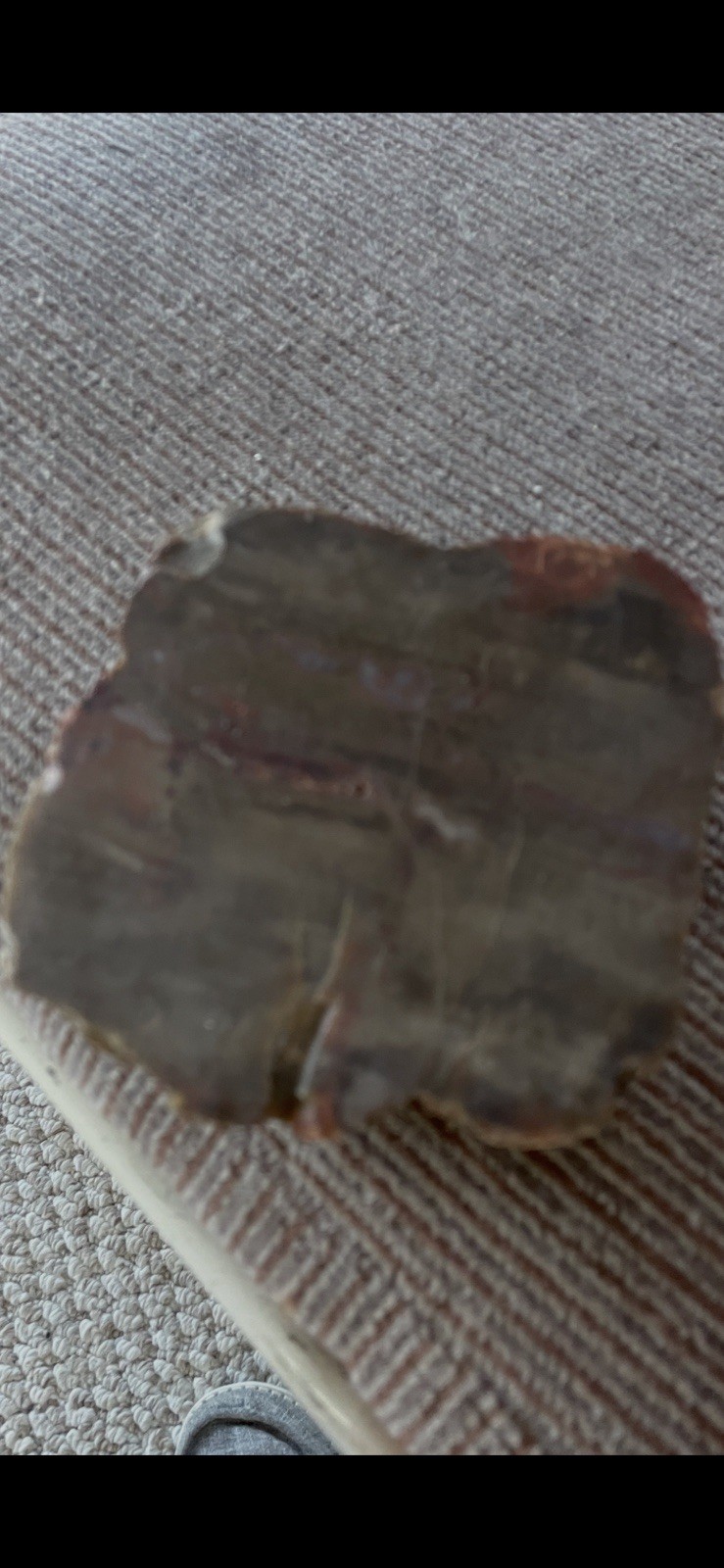 Petrified Wood: The World of Fossilized Wood, Cones, Ferns, and Cycads