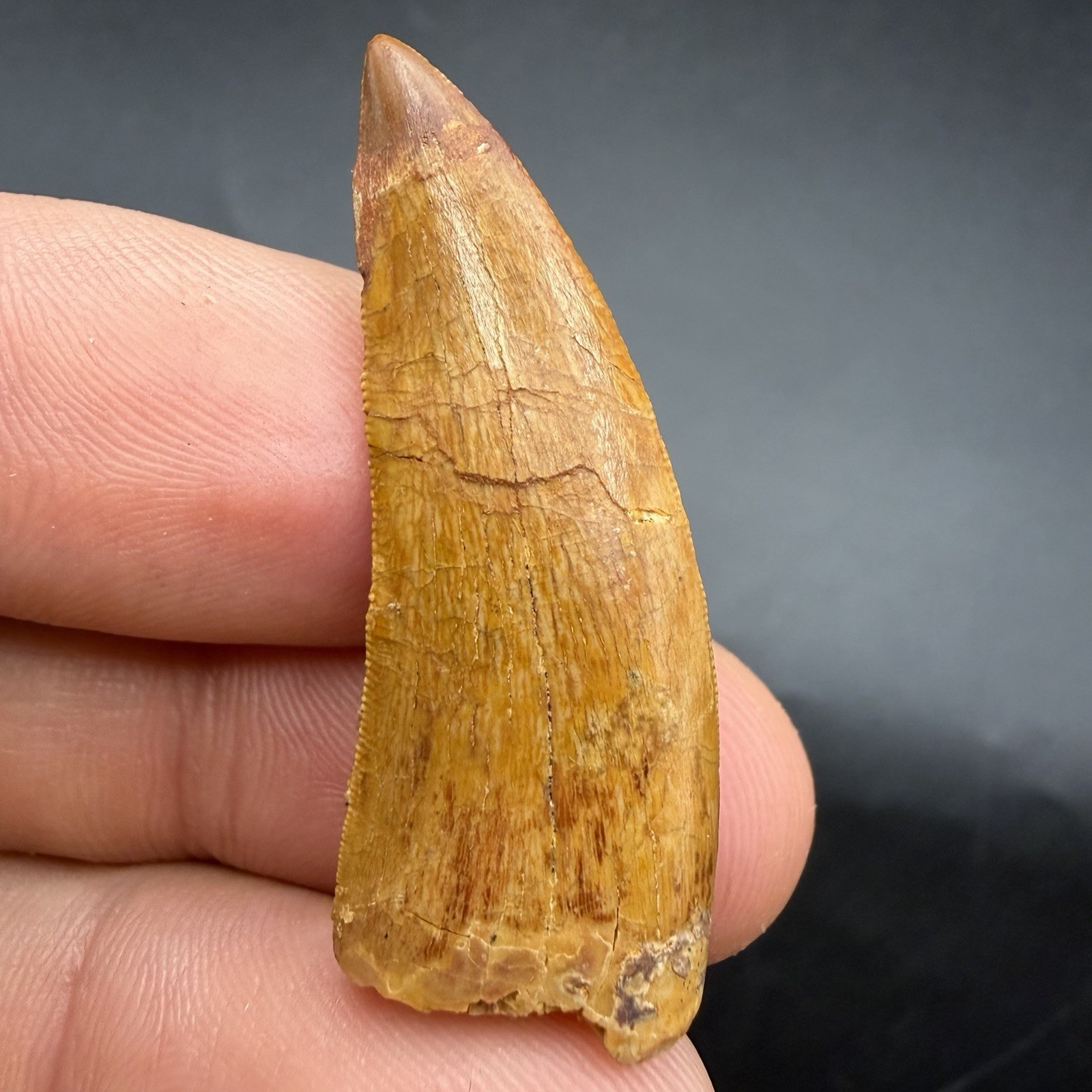 Fossil Dinosaur Tooth 1.54” Charcharodontosaurus T Rex Relative Fossil Dinosaur Tooth 1.54” Charcharodontosaurus T Rex Relative