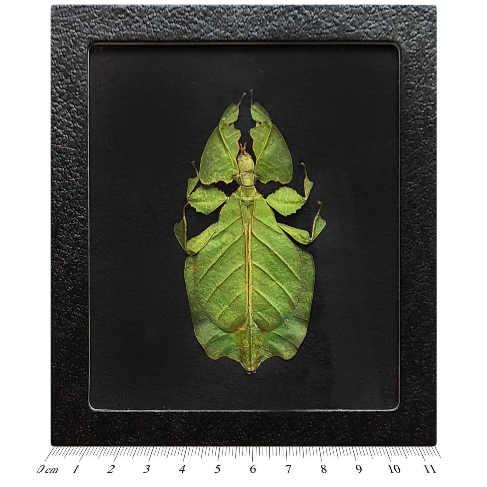 Phyllium pulchrifolium BLACK BACKGROUND female REAL LEAF MIMIC FRAMED INSECT Phyllium pulchrifolium BLACK BACKGROUND female REAL LEAF MIMIC FRAMED INSECT