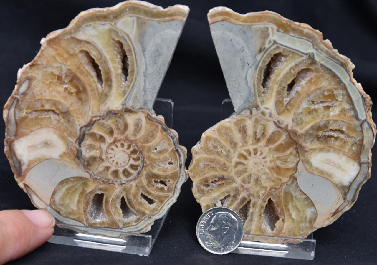 2200 RARE TEXAS PAIR Ammonite 320gm LG 3.7" Calycoceras Tarrant Co Fossil 95mm