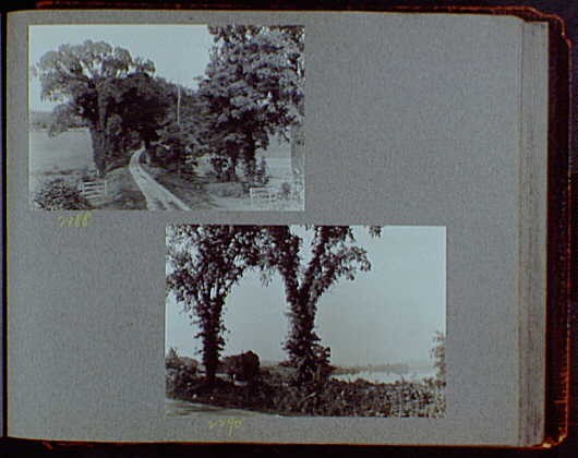 Photo:1919-1920 Dirt Road Through Trees Rural Landscape Reference Print Photo:1919-1920 Dirt Road Through Trees Rural Landscape Reference Print