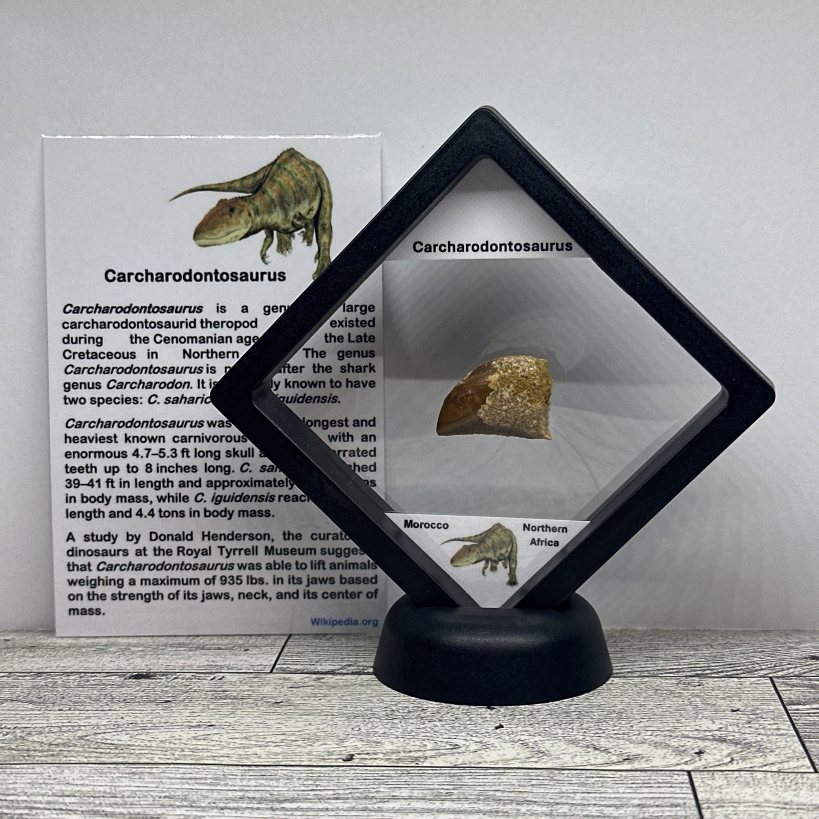 Carcharodontosaurus "African T-Rex" Dinosaur Tooth Fossil in Display Case Carcharodontosaurus "African T-Rex" Dinosaur Tooth Fossil in Display Case