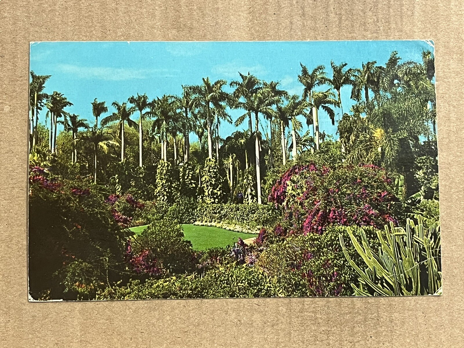 Postcard St. Petersburg FL Florida Sunken Gardens Royal Palms and Flowers