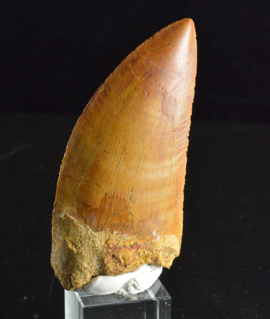 Carcharodontosaurus Dinosaur Tooth, Kem Kem, Morocco, 2.61" Carcharodontosaurus Dinosaur Tooth, Kem Kem, Morocco, 2.61"