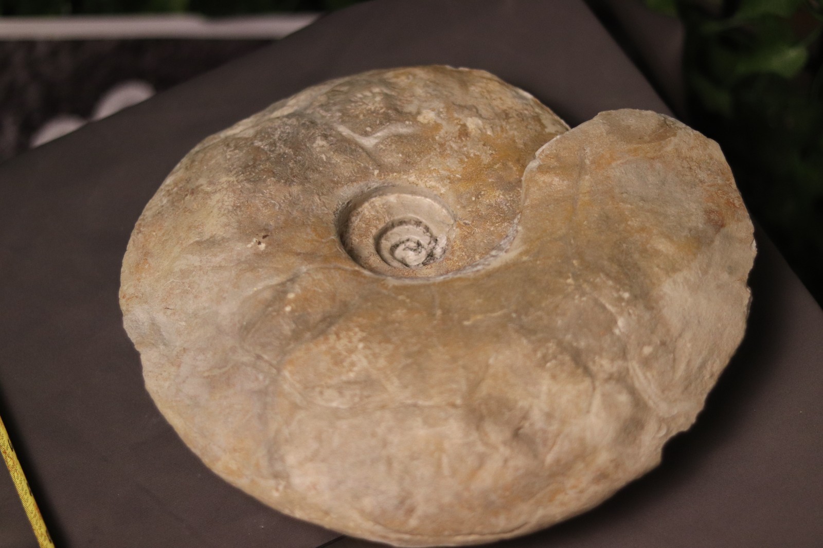 Extra Large Ammonite Fossil, 14in Natural Stone Spiral, Jurassic Display Specime Extra Large Ammonite Fossil, 14in Natural Stone Spiral, Jurassic Display Specime