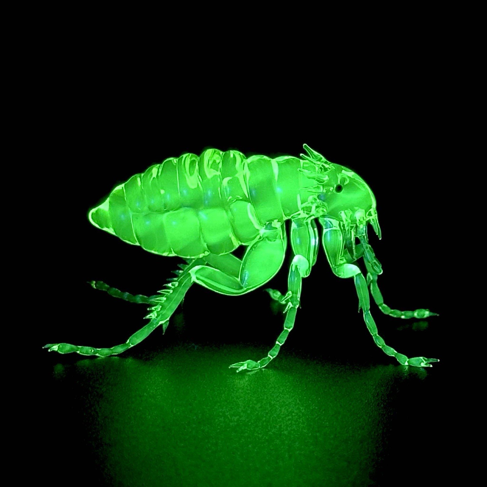 Uranium Vaseline flea hand Made In The USA 🇺🇸 Uranium Vaseline flea hand Made In The USA 🇺🇸