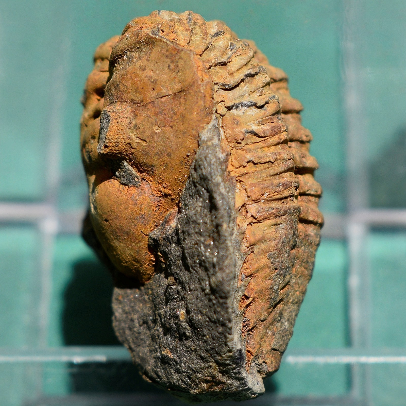 Rare Trilobite, Metacryphaeus giganteus: Bolivia devonian trilobite fossil