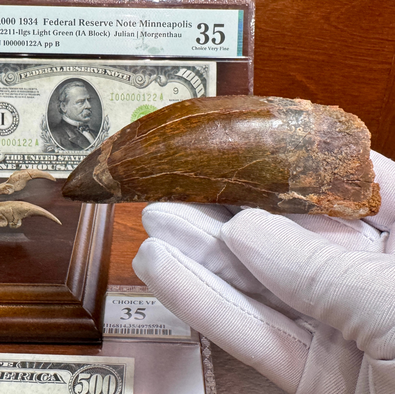 GOOD SERRATIONS "AFRICAN T-REX" TOOTH CARCHARODONTOSAURUS DINOSAUR FOSSIL GOOD SERRATIONS "AFRICAN T-REX" TOOTH CARCHARODONTOSAURUS DINOSAUR FOSSIL