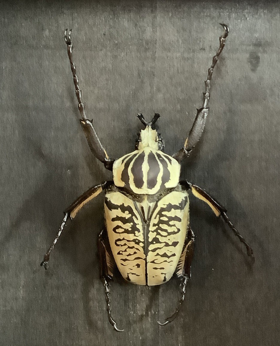 Detailed Goliath Beetle Framed Display Goliathus albosignatus Male Specimen Detailed Goliath Beetle Framed Display Goliathus albosignatus Male Specimen