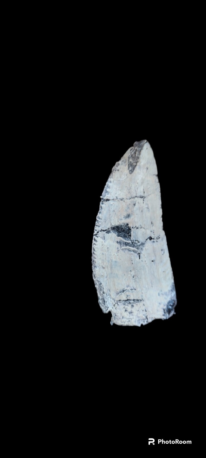 Charcharodontosaurus Tooth cast replica Charcharodontosaurus Tooth cast replica