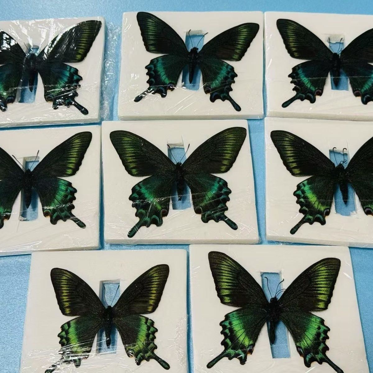 10pcs Green Banded Peacock Swallowtail 5-7cm Wingspan Spring Form
