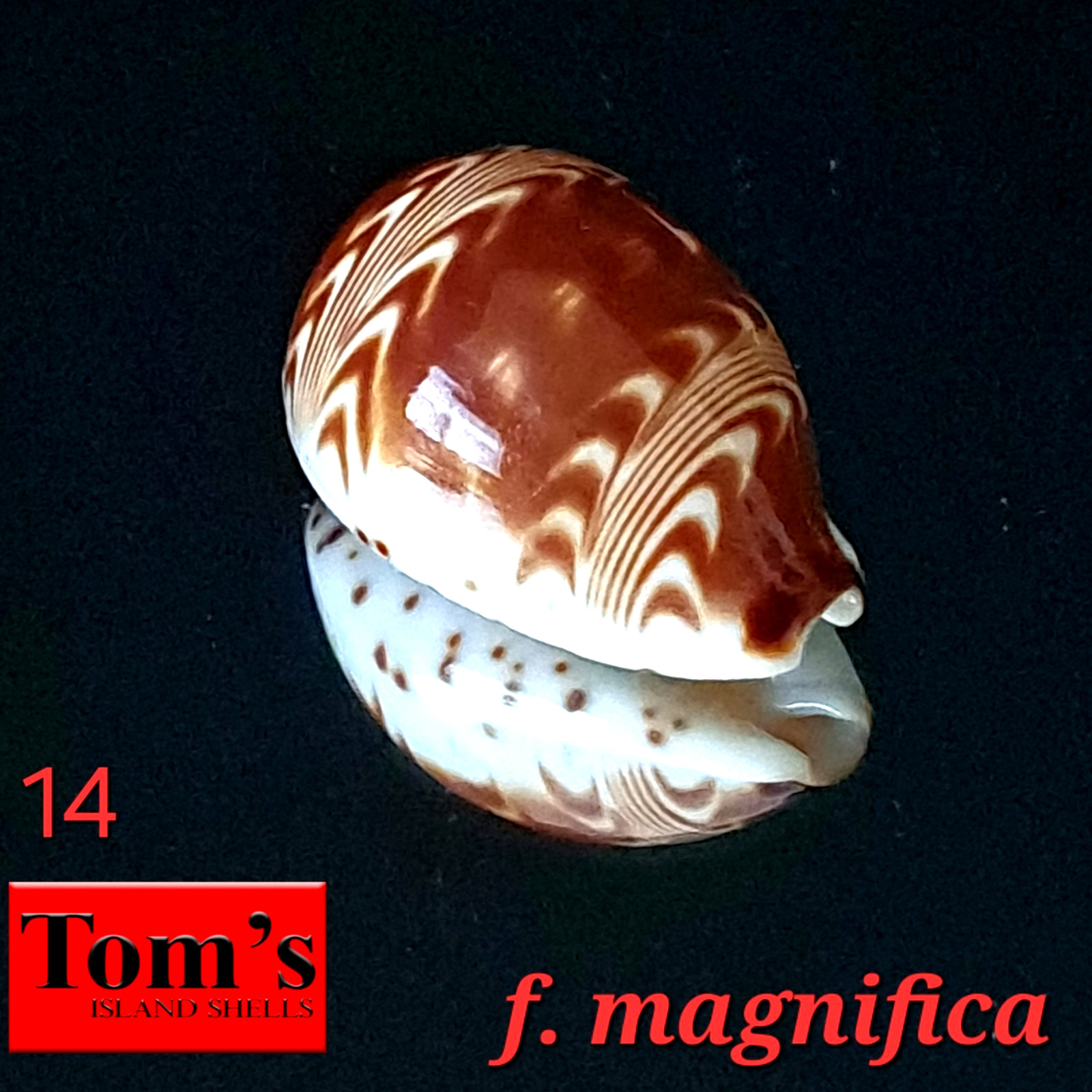 Cypraea diluculum f. magnifica #14 25.4mm GEM EXQUISITE BEAUTY from Zanzibar Cypraea diluculum f. magnifica #14 25.4mm GEM EXQUISITE BEAUTY from Zanzibar