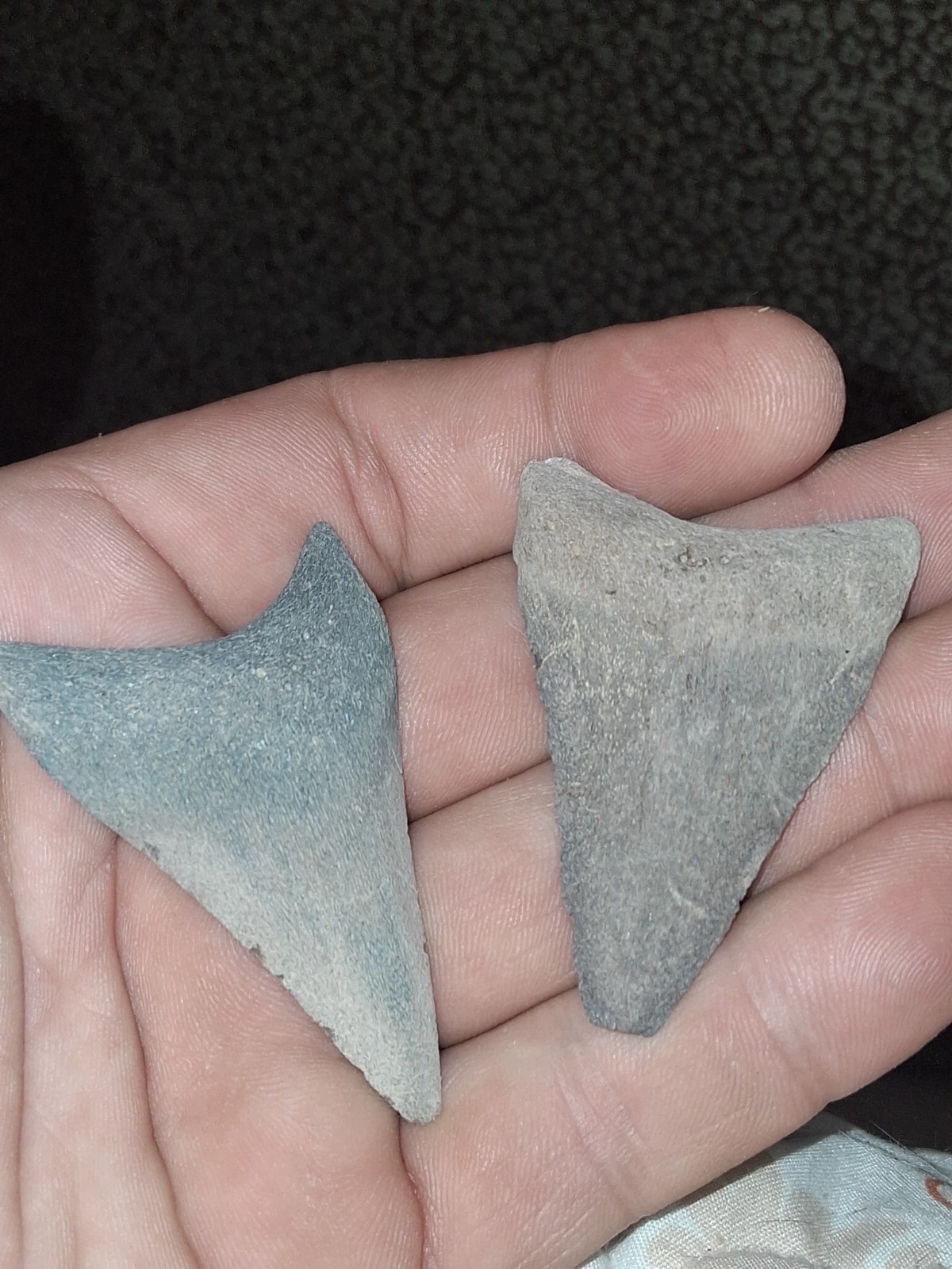 2 MEGALODON TEETH ODDITY WIERD DISEASED 2 MEGALODON TEETH ODDITY WIERD DISEASED