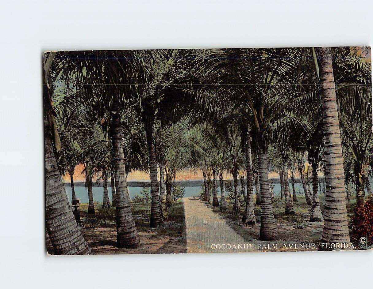 Postcard Cocoanut Palm Avenue, Florida Postcard Cocoanut Palm Avenue, Florida