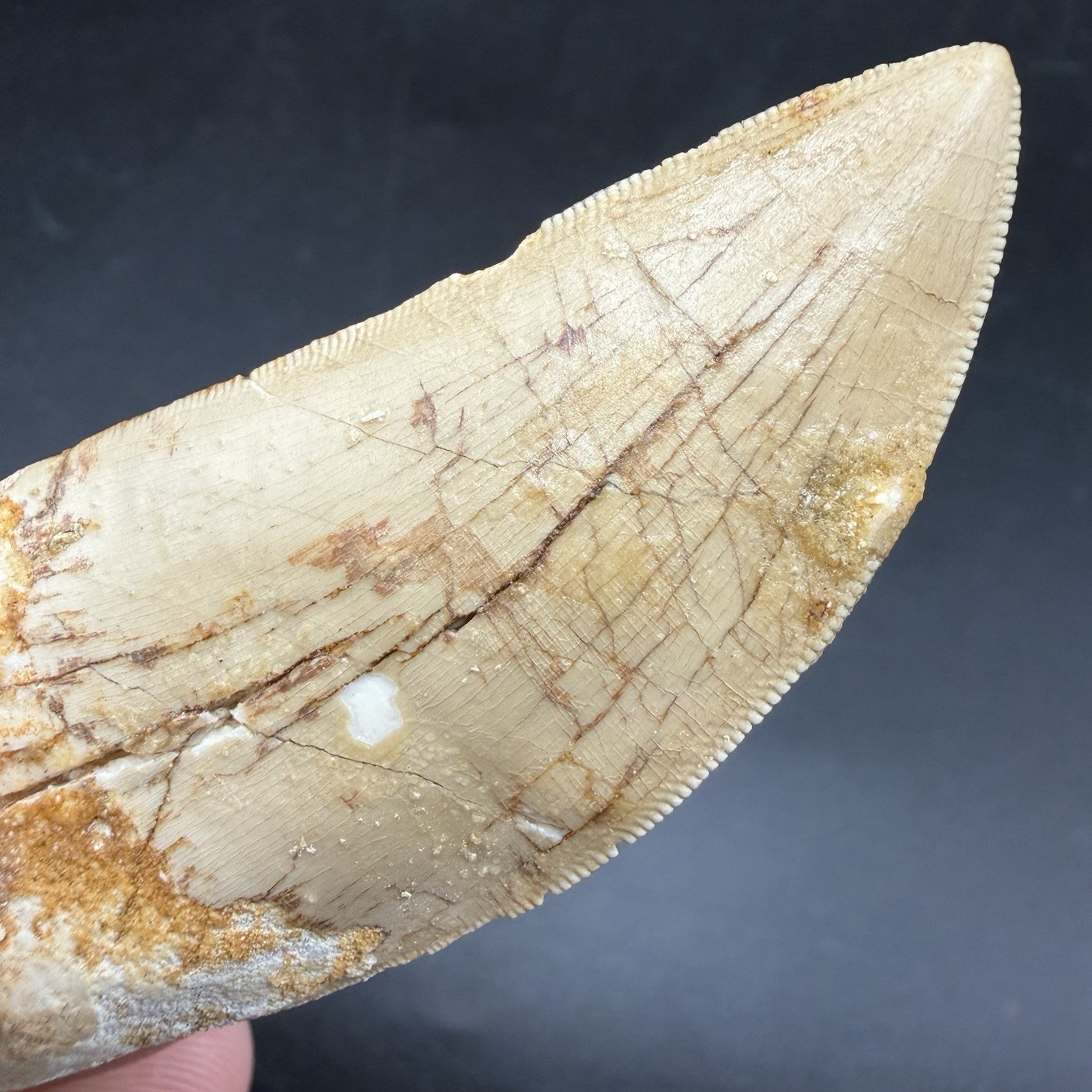 T-Rex Relative - Charcharodontosaurus Dinosaur Tooth Fossil Authentic 2.58” T-Rex Relative - Charcharodontosaurus Dinosaur Tooth Fossil Authentic 2.58”