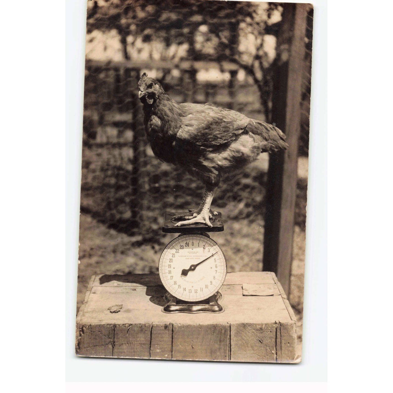 Vintage RPPC Rogers Studio Kincaid IL Chicken on Scale Real Photo Postcard Vintage RPPC Rogers Studio Kincaid IL Chicken on Scale Real Photo Postcard
