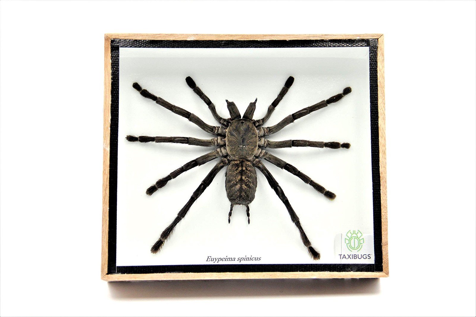 REAL GIANT BIRD EATING TARANTULA EURYPEIMA SPINCRUS SPIDER TAXIDERMY BOXED REAL GIANT BIRD EATING TARANTULA EURYPEIMA SPINCRUS SPIDER TAXIDERMY BOXED