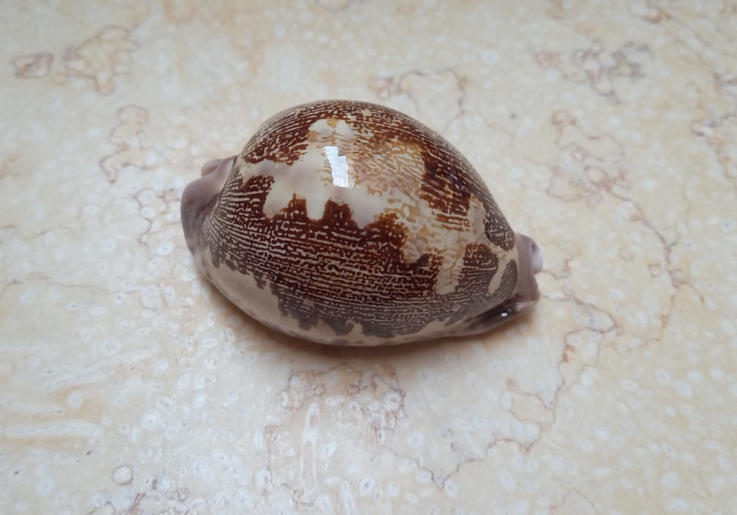 F Cypraea rosea mappa WOW F++++ singularis great pattern 78 mm natural glossy