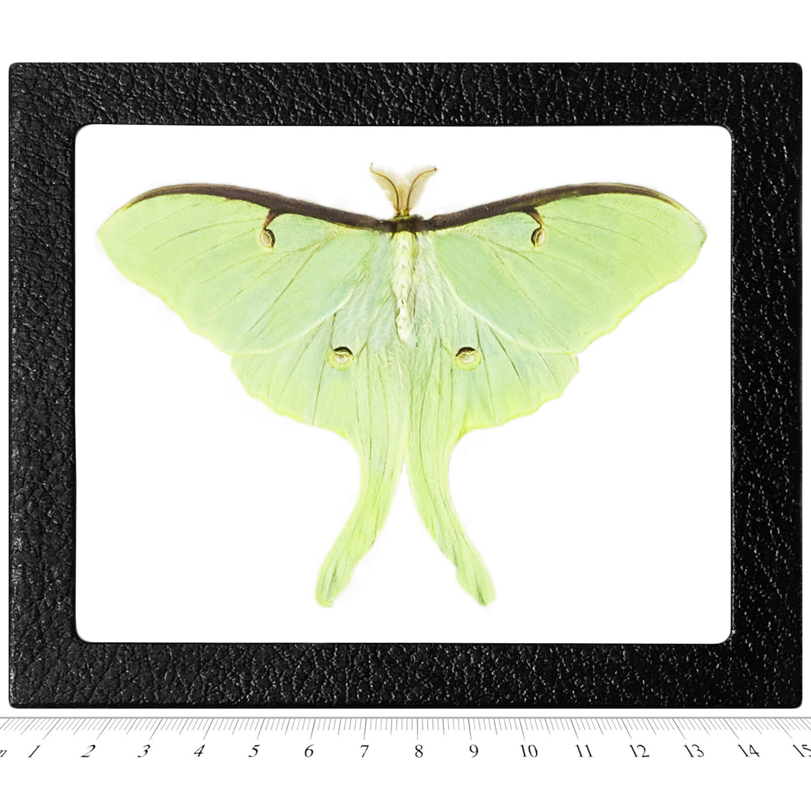 Actias luna RESTING POSE REAL FRAMED GREEN NORTH AMERICAN LUNESTA MOTH Actias luna RESTING POSE REAL FRAMED GREEN NORTH AMERICAN LUNESTA MOTH