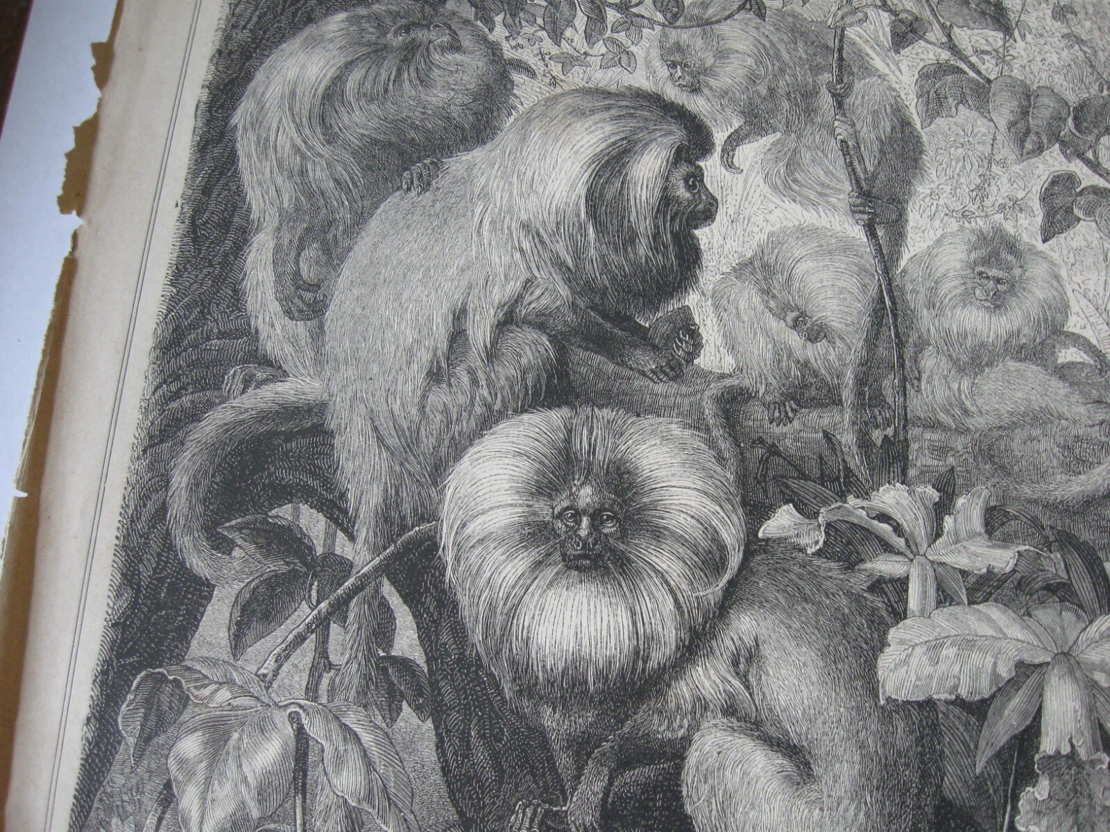 1872 Art Print ENGRAVING - LION TAMARIN MONKEY Primates 1872 Art Print ENGRAVING - LION TAMARIN MONKEY Primates