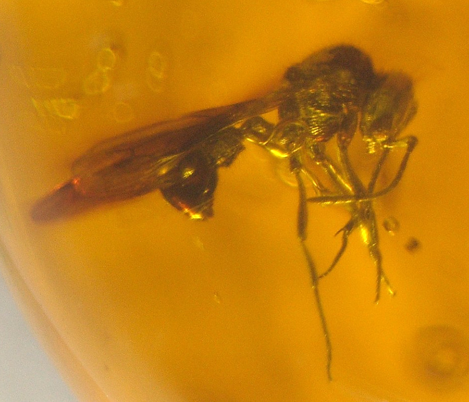 Beautiful Winged Ant with Crane Fly in Dominican Amber Fossil Los CaCaos Mines Beautiful Winged Ant with Crane Fly in Dominican Amber Fossil Los CaCaos Mines