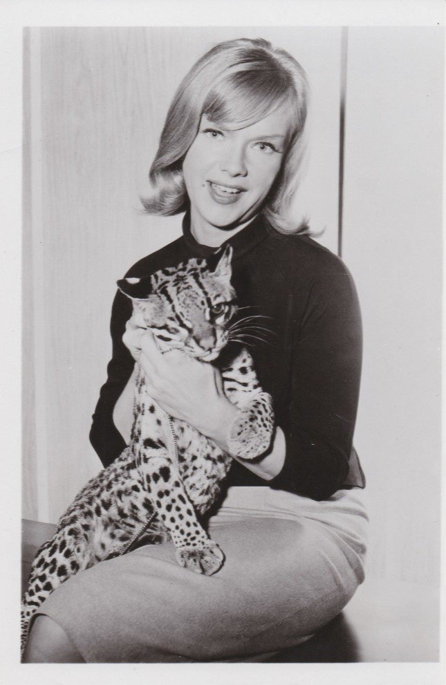 1965 Press Photo Actress Anne Francis with Pet Ocelot in "Honey West" TV Show