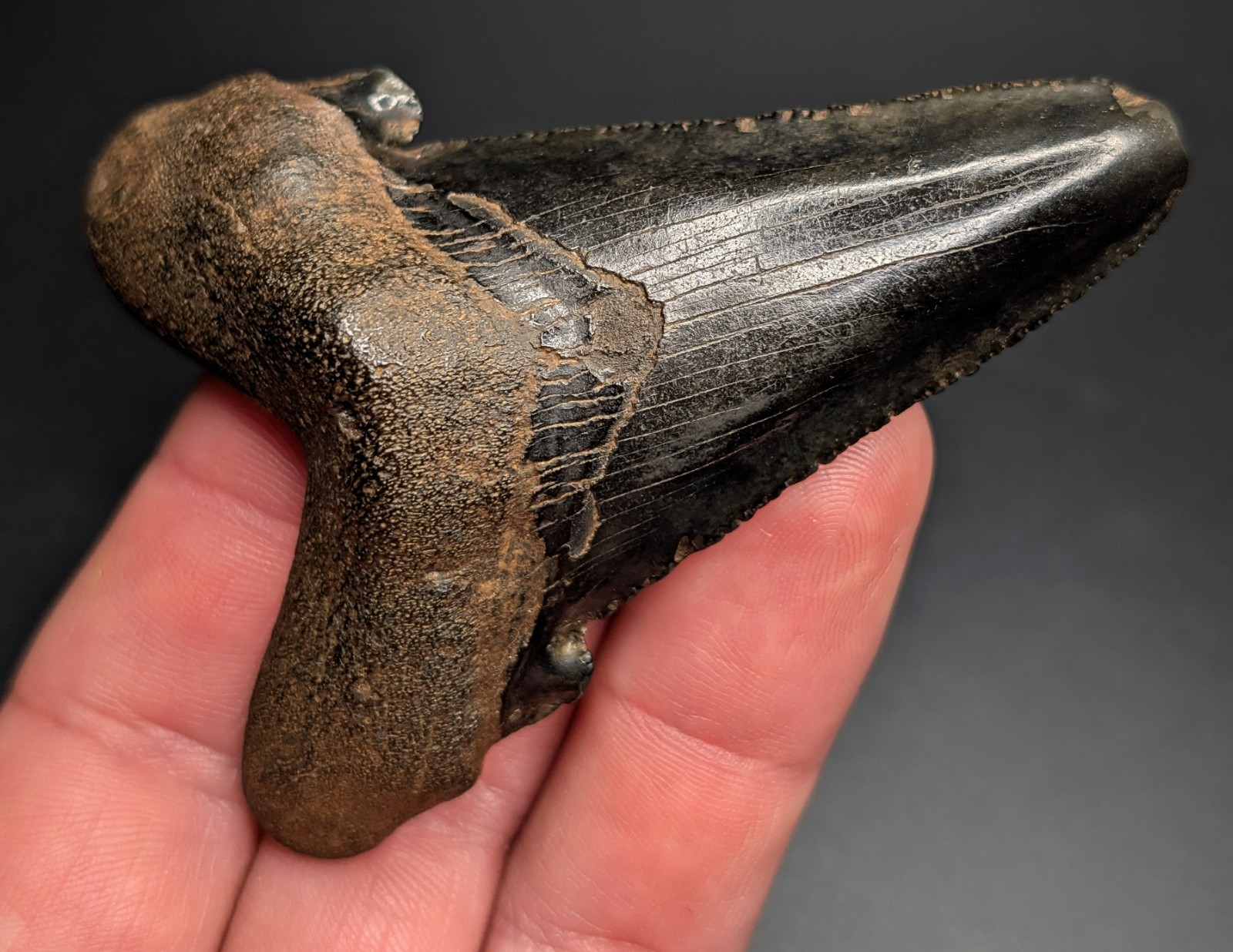 Rare XL 3" Jet Black Auriculatus Shark Tooth Suwannee River Florida Real Fossil Rare XL 3" Jet Black Auriculatus Shark Tooth Suwannee River Florida Real Fossil