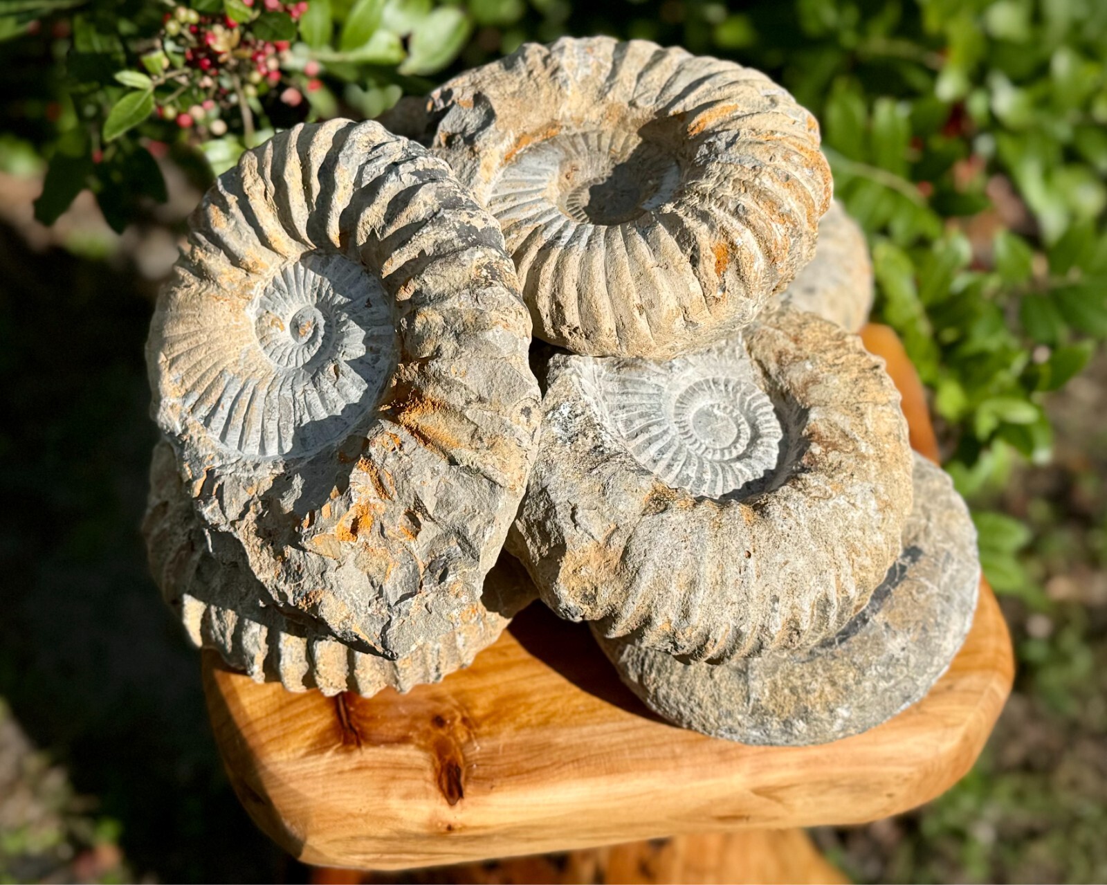 LARGE Natural Ammonite Fossils From Morocco, 3 - 4" Raw Ammonite Specimens