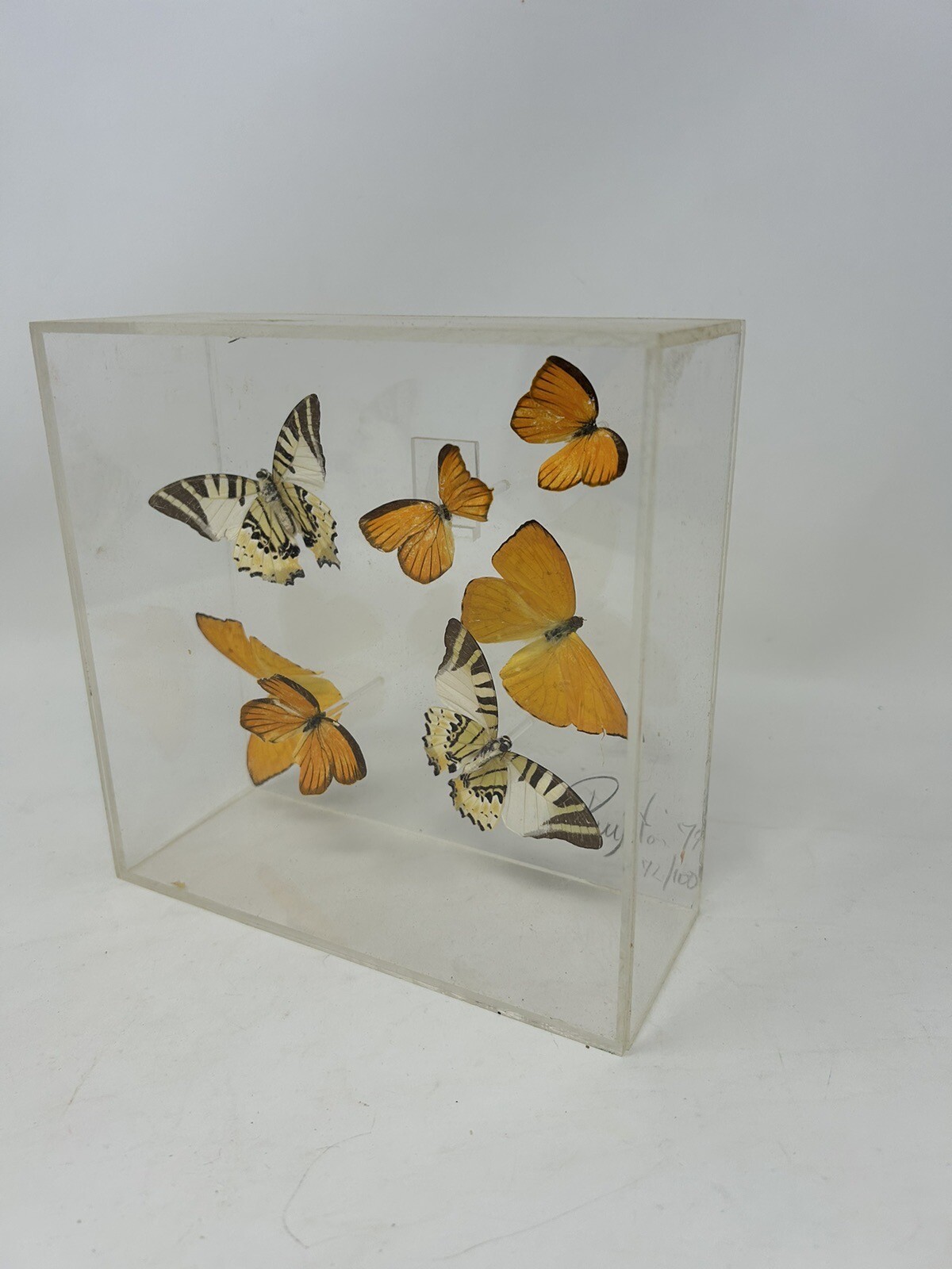 Vintage Iridescent Purington ‘79 Butterflies Mounted Diorama Signed 72/100 Vintage Iridescent Purington ‘79 Butterflies Mounted Diorama Signed 72/100