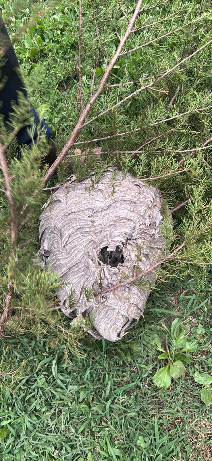 Bee Hive Paper Wasp Nest Bald Faced Hornets 16” Huge Man Cave Cabin Decor Bee Hive Paper Wasp Nest Bald Faced Hornets 16” Huge Man Cave Cabin Decor
