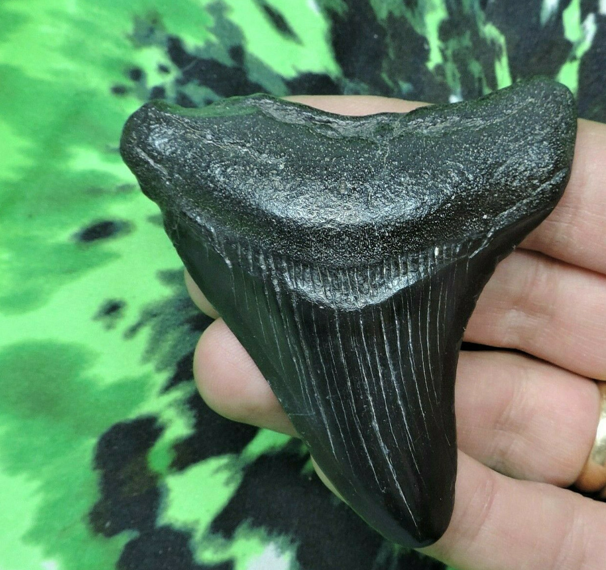 2 INCH REAL MEGALODON SHARK TOOTH BIG FOSSIL GIANT GENUINE PREHISTORIC MEG TEETH 2 INCH REAL MEGALODON SHARK TOOTH BIG FOSSIL GIANT GENUINE PREHISTORIC MEG TEETH
