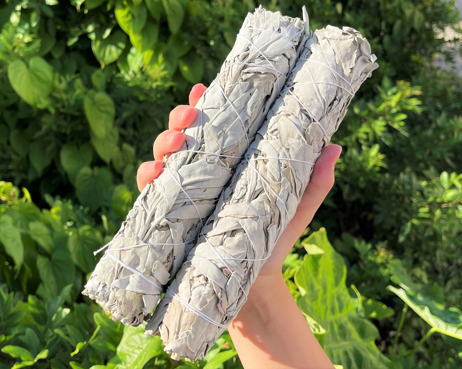 2 Large White Sage Smudge Sticks 8-9": Jumbo Natural Cleansing Bundle 2 Large White Sage Smudge Sticks 8-9": Jumbo Natural Cleansing Bundle