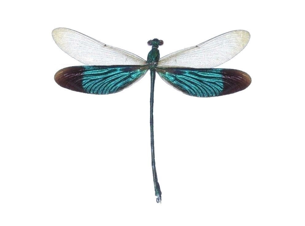 Neurobasis chinensis ONE REAL GREEN DRAGONFLY INDONESIA MOUNTED PACKAGED Neurobasis chinensis ONE REAL GREEN DRAGONFLY INDONESIA MOUNTED PACKAGED