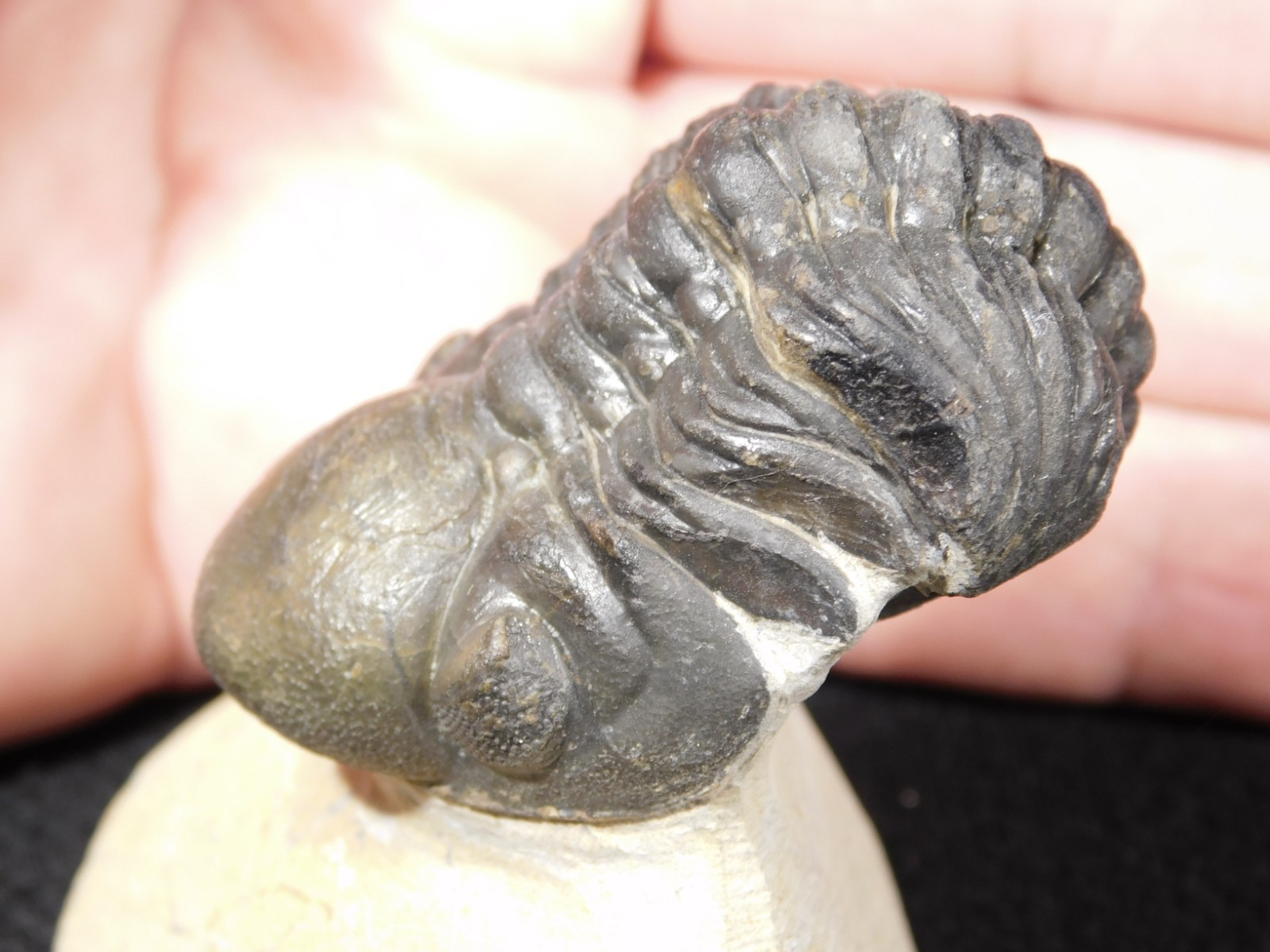 LARGER 400 Million Year Old ENROLLED PHACOPS TRILOBITE Fossil on Matrix 132gr
