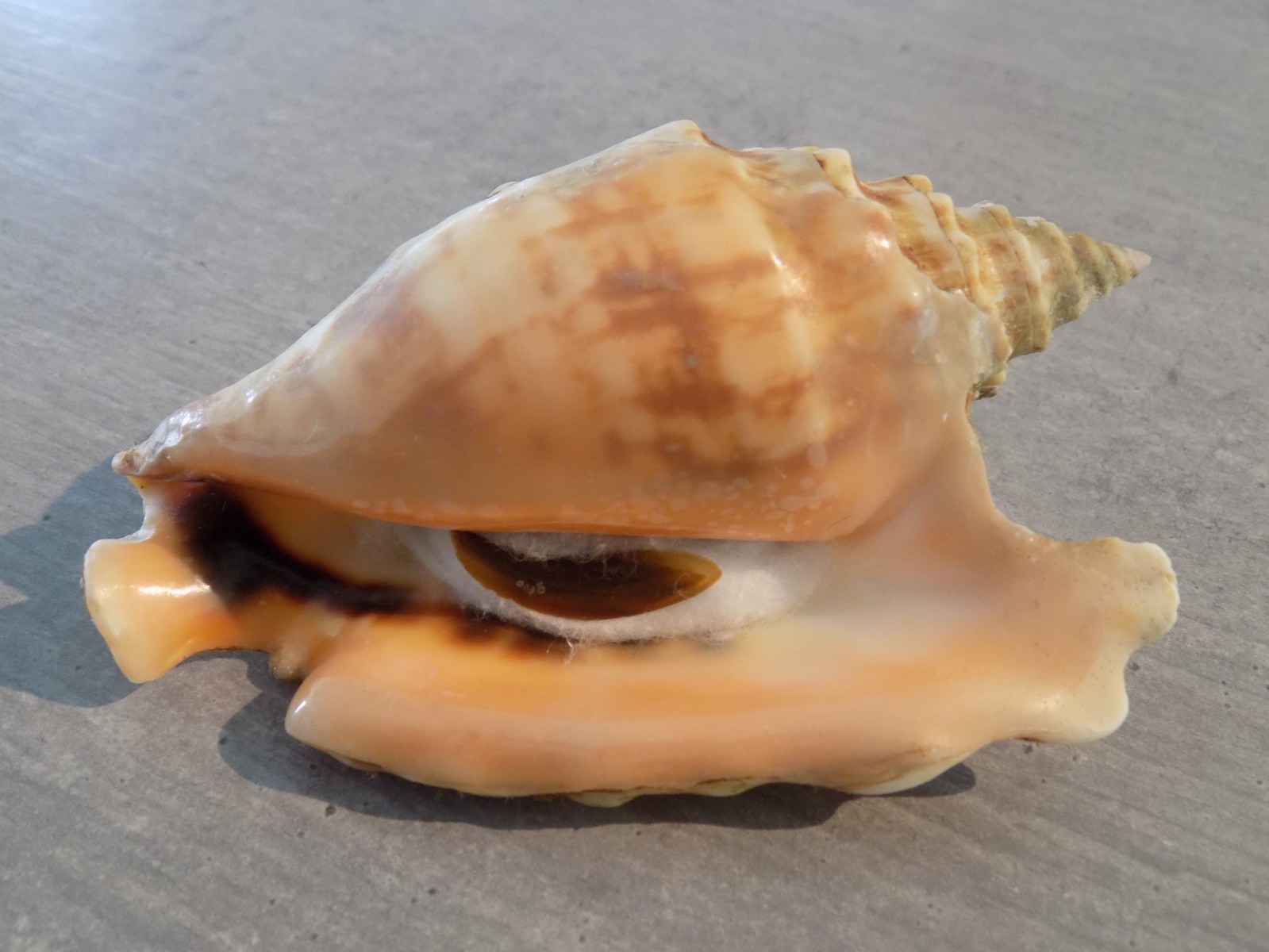 Shell: NEW STROMBIDAE STROMBUS TRICORNIS OLDI 110mm OMAN Shell: NEW STROMBIDAE STROMBUS TRICORNIS OLDI 110mm OMAN