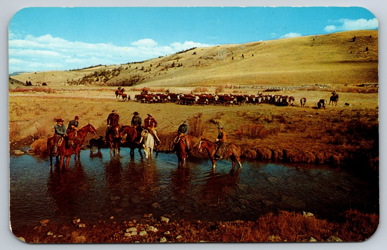 Vintage Postcard Western Montana Cattle Round-Up Real Photo Vintage Postcard Western Montana Cattle Round-Up Real Photo