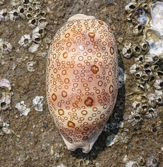 Large Cypraea Argus Eyed Cowrie Natural Seashell Rare Real Beach Home Deco 2.5"