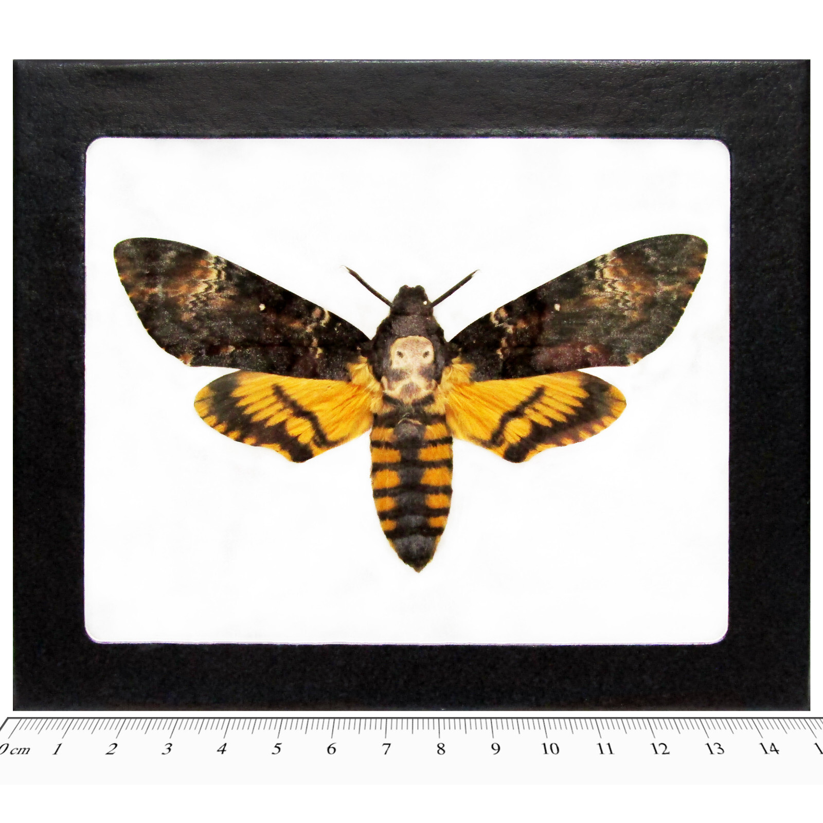 Acherontia atropos REAL FRAMED SILENCE OF THE LAMBS DEATH'S HEAD MOTH SKULL Acherontia atropos REAL FRAMED SILENCE OF THE LAMBS DEATH'S HEAD MOTH SKULL