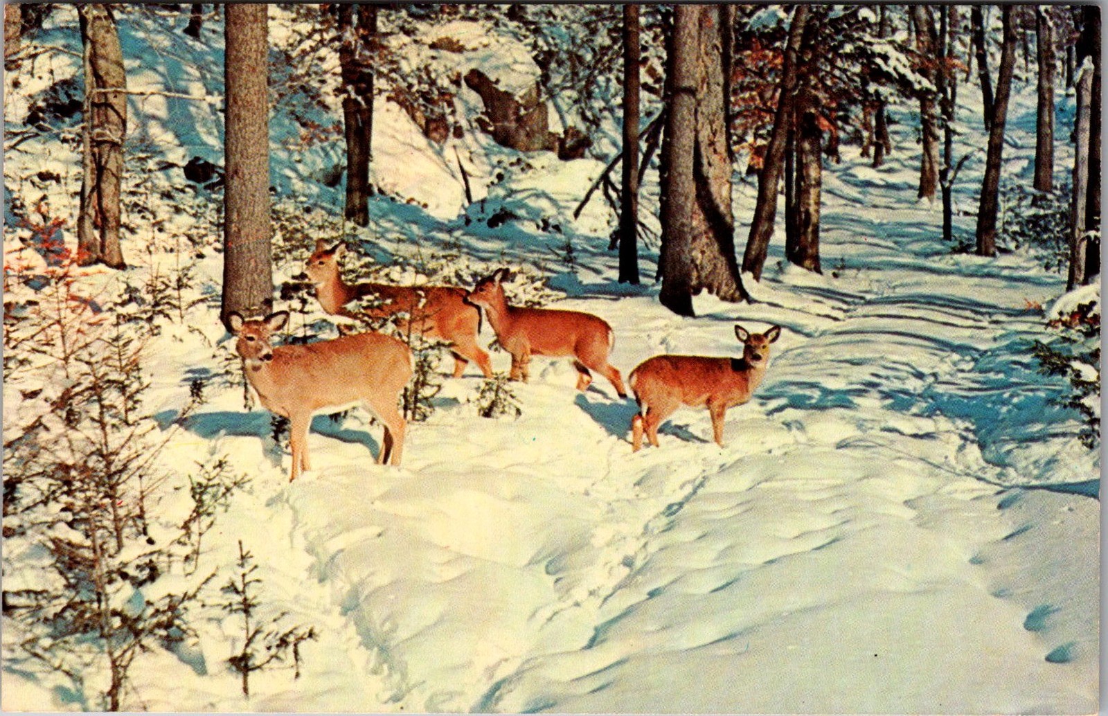 Deer in Winter Pocono Mountains PA Vintage Postcard 5P21-8 Deer in Winter Pocono Mountains PA Vintage Postcard 5P21-8