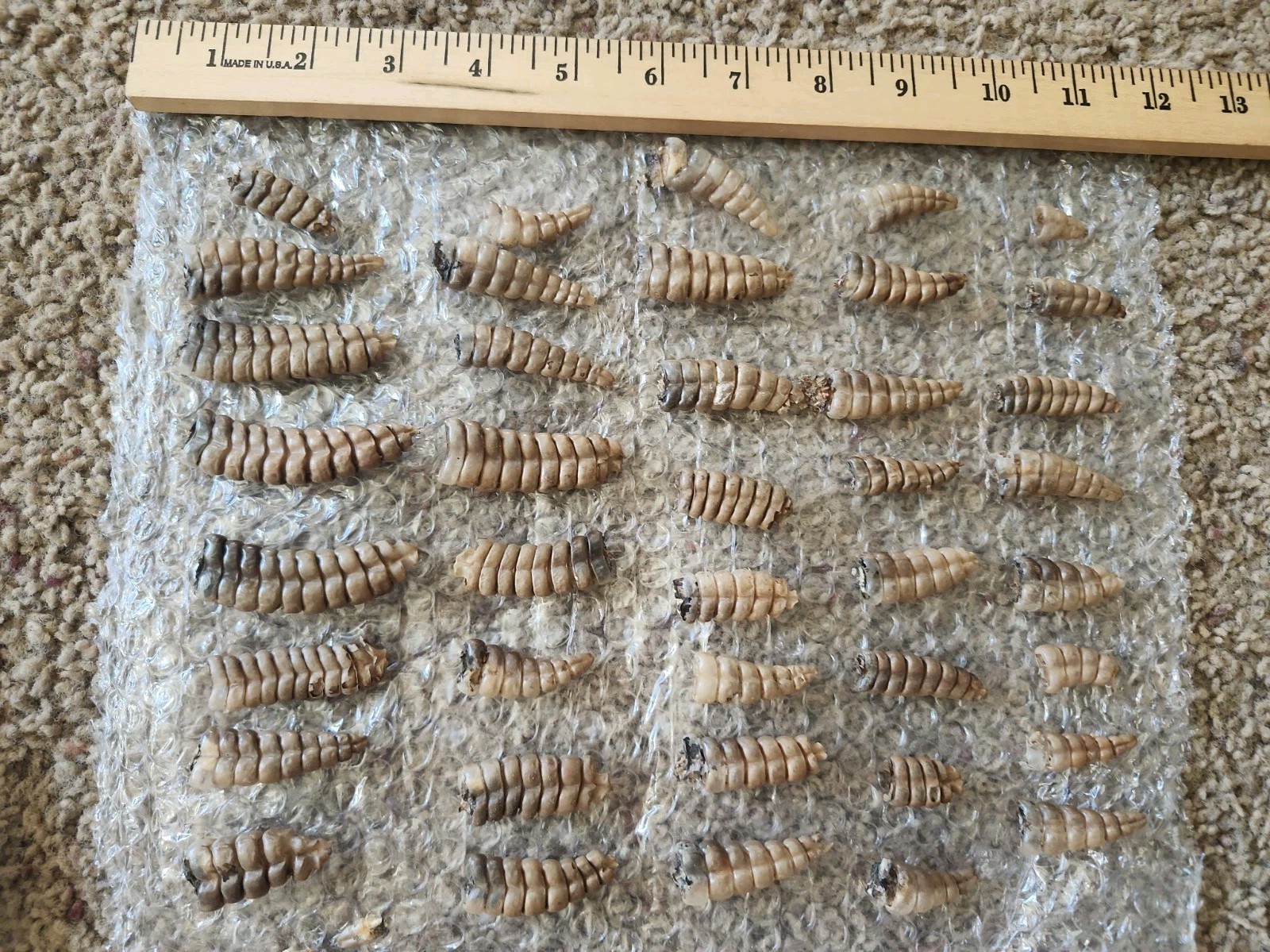 Lot Of 40 Vintage Rattlesnake Rattles Various Sizes Lot Of 40 Vintage Rattlesnake Rattles Various Sizes